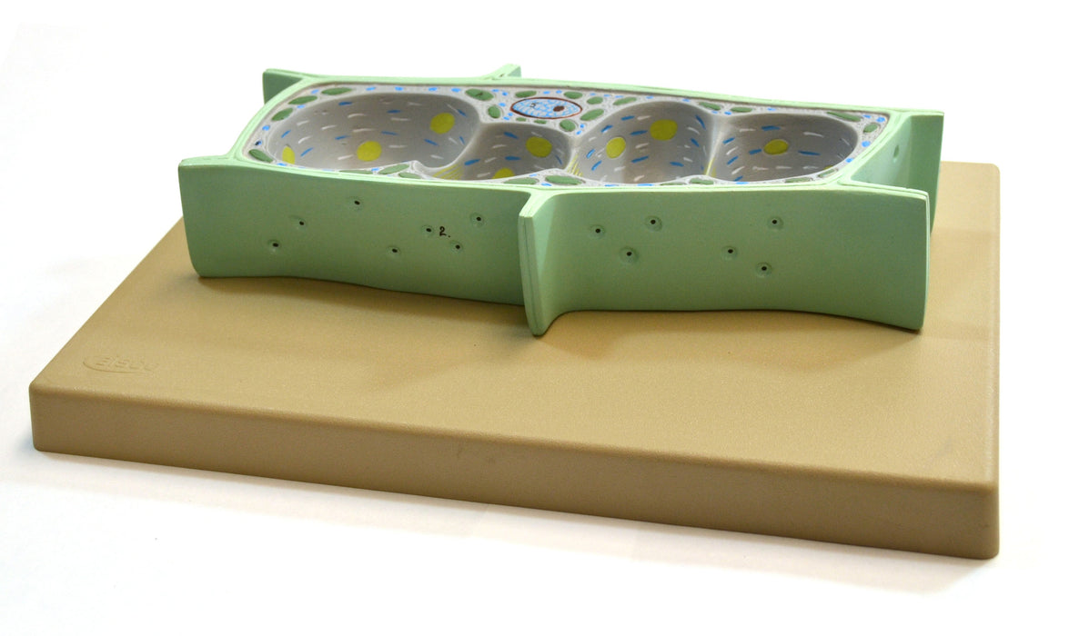 3D Plant Cell Model, Greatly Magnified, Approx. 14"x9"x3" - hBARSCI