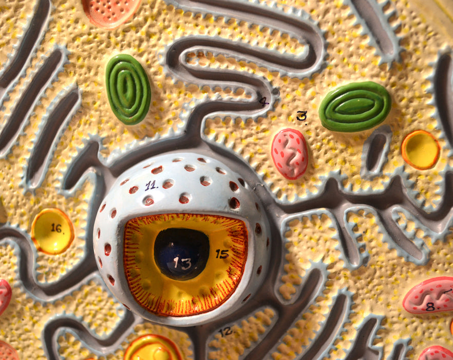 Eisco Labs Plant Cell Model; Attached to Base; Cell Diameter 8"; Cell Height 10"; Electron Microscope Structure
