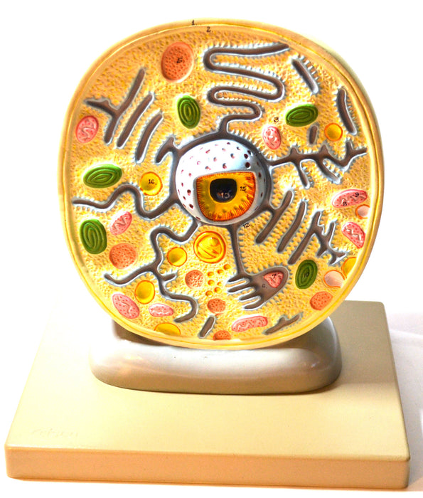Eisco Labs Plant Cell Model; Attached to Base; Cell Diameter 8"; Cell Height 10"; Electron Microscope Structure
