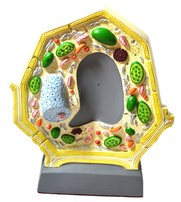 Eisco Labs Plant Cell Model; Free Standing; Height 10.5"; Width 8.5"; Greatly Magnified