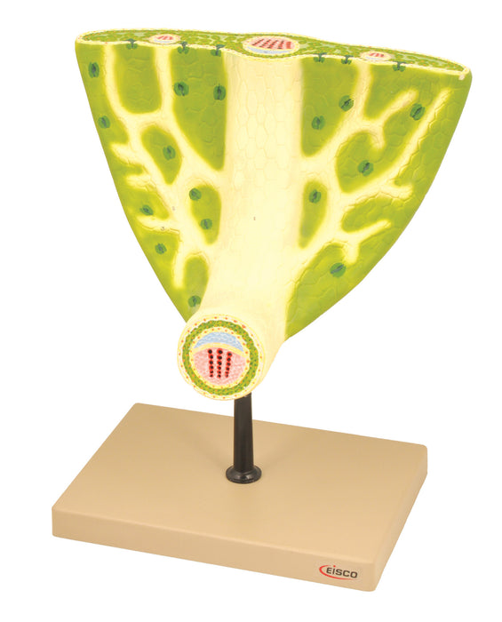 Model Leaf Anatomy