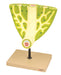 Model Leaf Anatomy