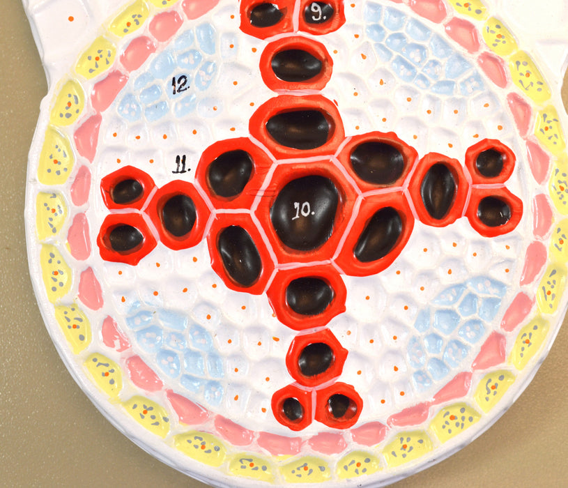 EISCO Dicot Root Transverse Section Model, Hand Painted