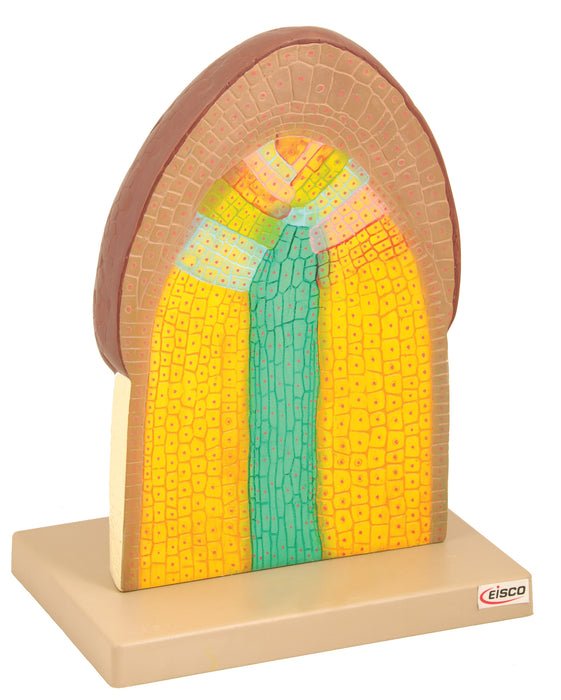 Model Cell Structure of Root Tip
