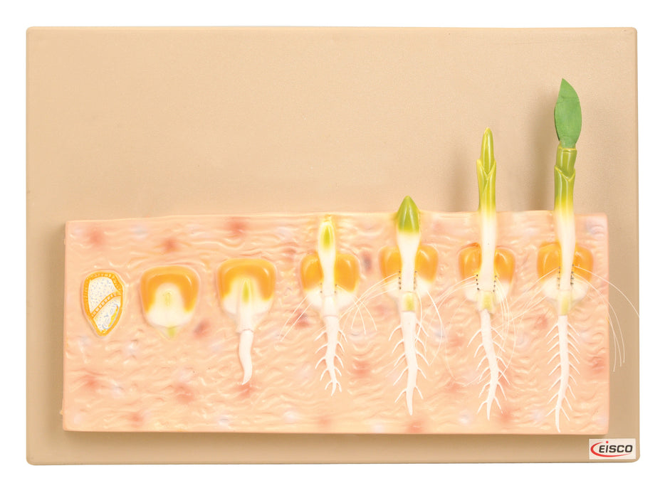 Model Monocot Seed Germination (Maize)