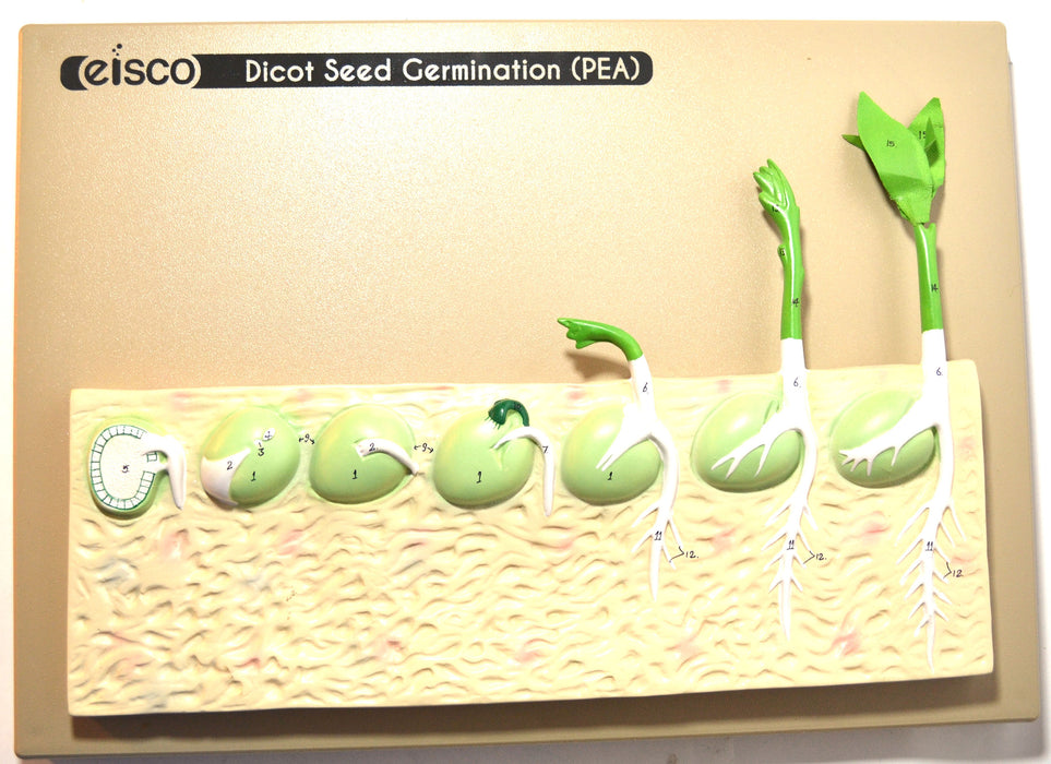 Eisco Labs Seed Germination Model (Pea) on base; 14 inches