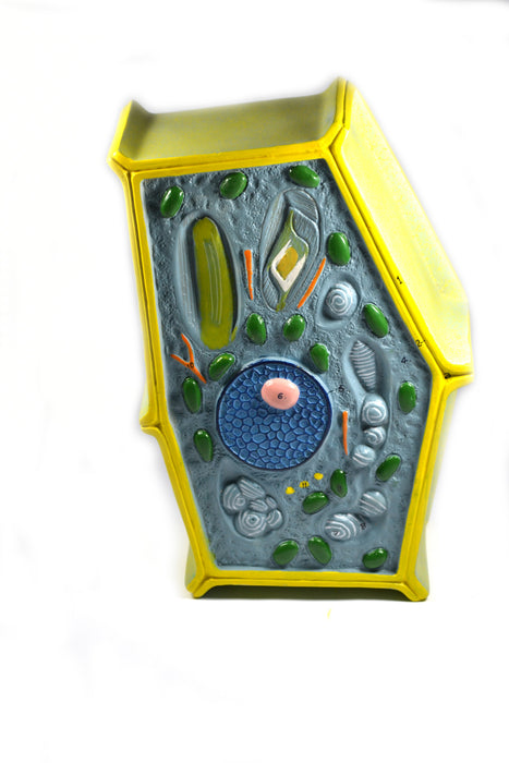 Model Plant Cell