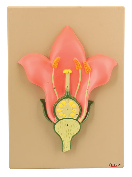 Model Solanum Nigrum V.S.