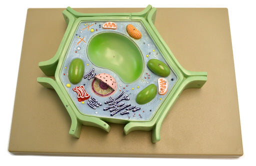 Model Plant Cell, in a single piece