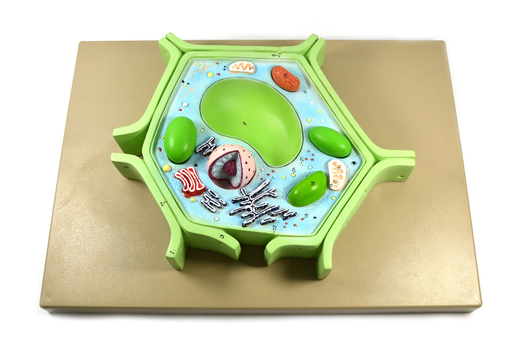 Eisco Labs 4 Part Plant Cell Model on base; chloroplast, mitochondrion, and nucleus removable; 11.5" X 10" X 2"