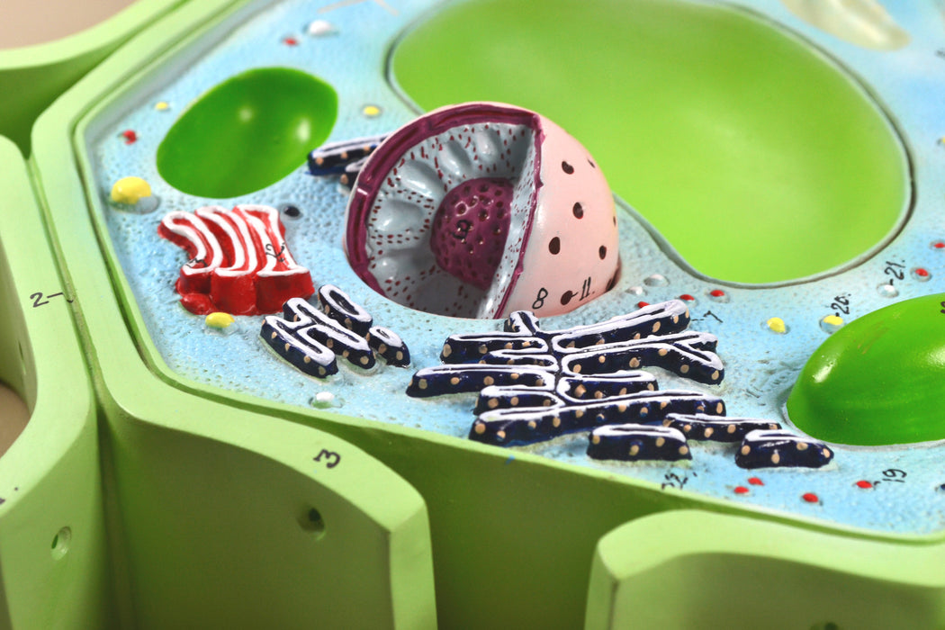 Eisco Labs 4 Part Plant Cell Model on base; chloroplast, mitochondrion, and nucleus removable; 11.5" X 10" X 2"