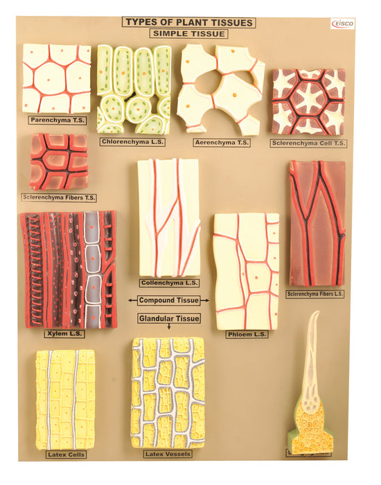 Model Type of Plant Tissues