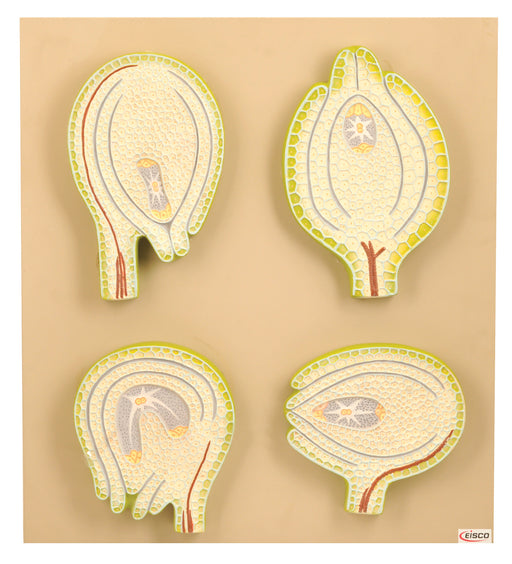 Model Type of Ovules