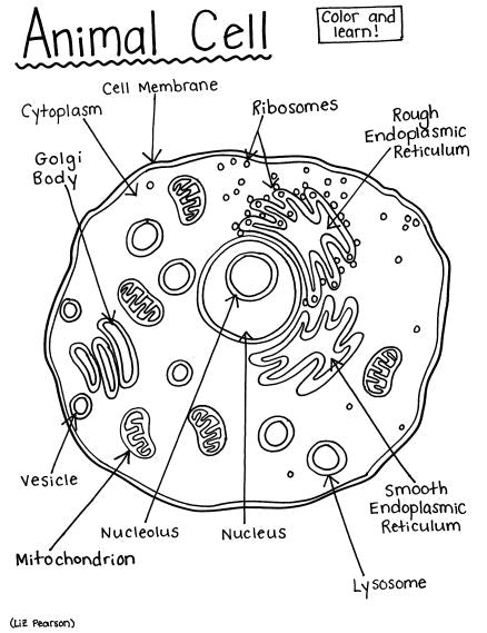 Animal Cell - Printable Coloring Page - Educational & Teaching Resource