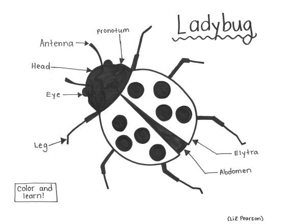 Ladybug - Printable Coloring Page - Educational & Teaching Resource