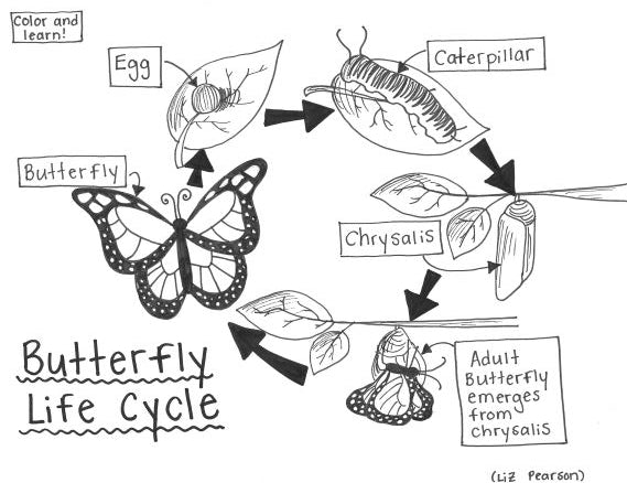 Butterfly Life Cycle - Printable Coloring Page - Educational & Teaching Resource