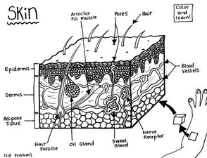 Skin - Printable Coloring Page - Educational &amp; Teaching Resource — hBARSCI