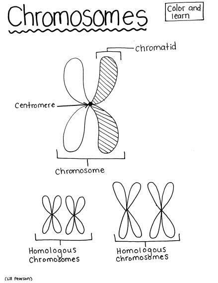 Chromosomes - Printable Coloring Page - Educational & Teaching Resource