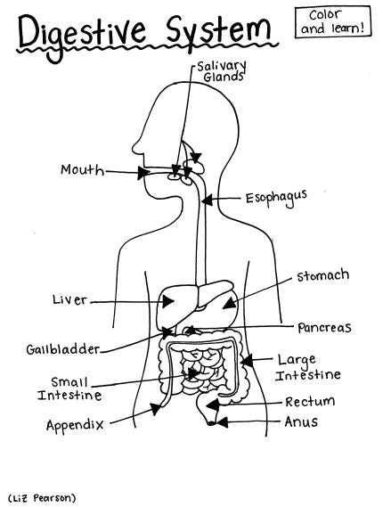 Digestive System - Printable Coloring Page - Educational & Teaching Resource