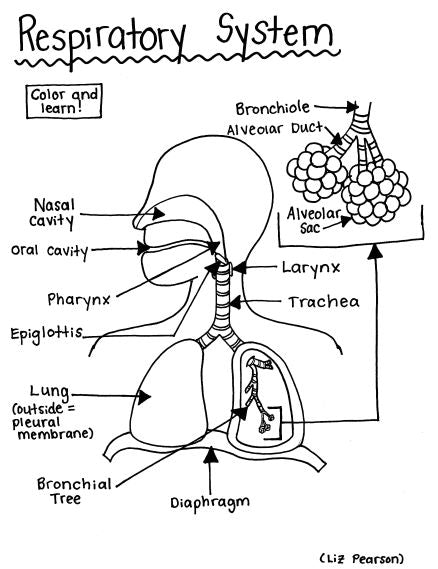 Respiratory System - Printable Coloring Page - Educational & Teaching Resource