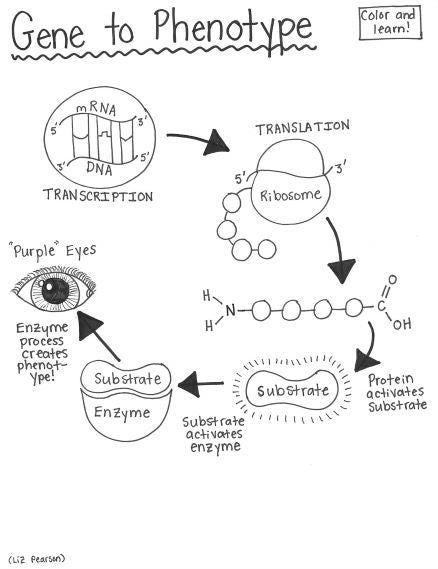 Gene to Phenotype - Printable Coloring Page - Educational & Teaching Resource