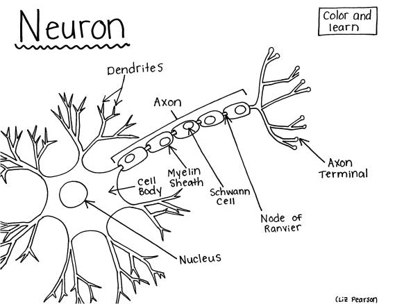 Neuron - Printable Coloring Page - Educational & Teaching Resource