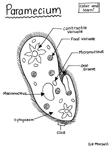 Paramecium - Printable Coloring Page - Educational & Teaching Resource