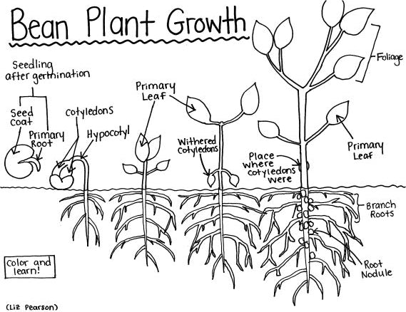 Bean Plant Growth Printable Coloring Page - Educational & Teaching Resource