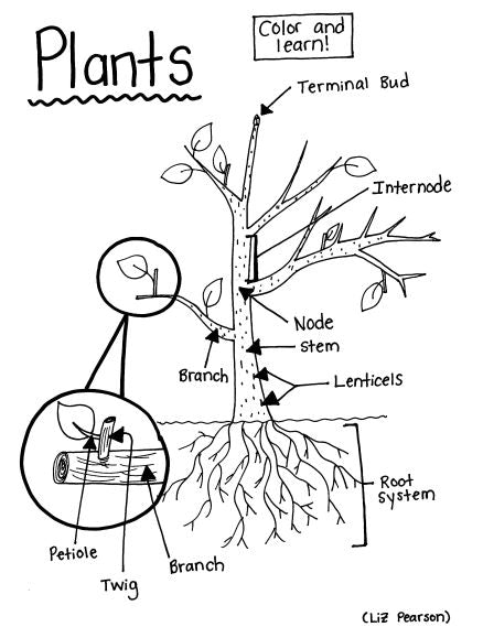 Plants Printable Coloring Page - Educational & Teaching Resource