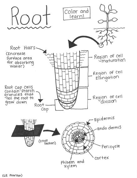 Root Printable Coloring Page - Educational & Teaching Resource — hBARSCI