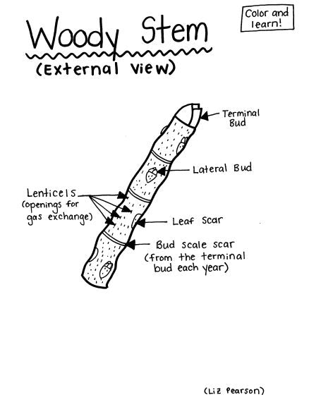 Woody Stem Printable Coloring Page - Educational & Teaching Resource