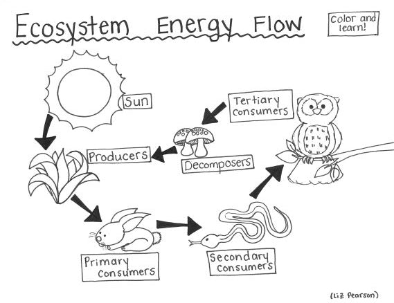 Ecosystem Energy Flow Printable Coloring Page - Educational & Teaching Resource