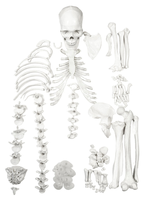 Disarticulated Human Skeleton, Half, Medical Quality, Life Sized (62" Model Height)