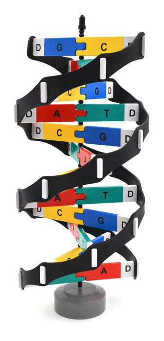 hBARSCI Freestanding DNA Model Kit