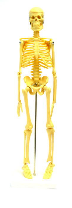 Micro Skeleton, Small Scale Anatomical Model (16.5" Height)