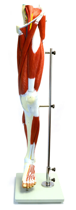 Premium Muscular Leg Model, Medical Quality, Life Sized (39" Length approx.) - 13 Parts, Hand Painted with Numbered Structures