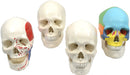9" 3-Part Human Skull Anatomical Model Collection - Set of 4 (3-Part, Numbered, Color-Coded, and Painted Musculature)