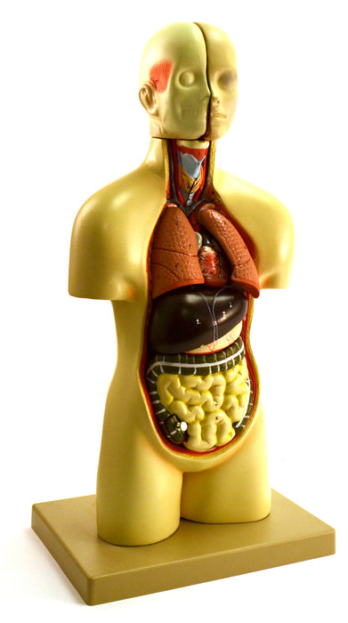 16" Tall Mini Torso, High Quality, 12 Part Detailed, Sexless, Roto Molded