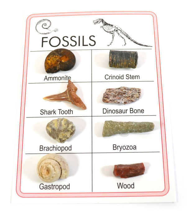 Pocket Reference Fossil Card with 8 Identified Specimens, 1cm Each
