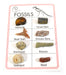 Pocket Reference Fossil Card with 8 Identified Specimens, 1cm Each