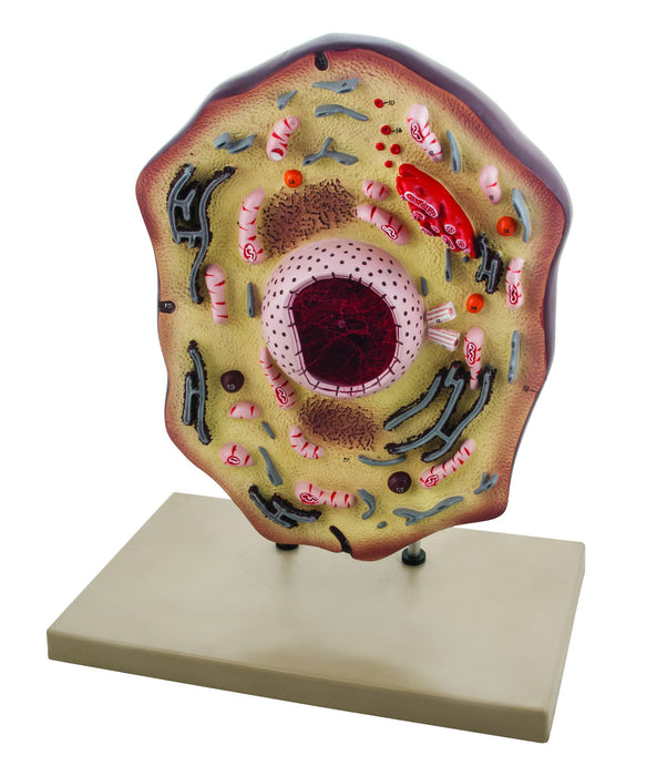 Animal Cell Model, 17 Inch - Mounted - Enlarged x20,000