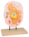Animal Cell Model, Hand Painted - hBARSCI