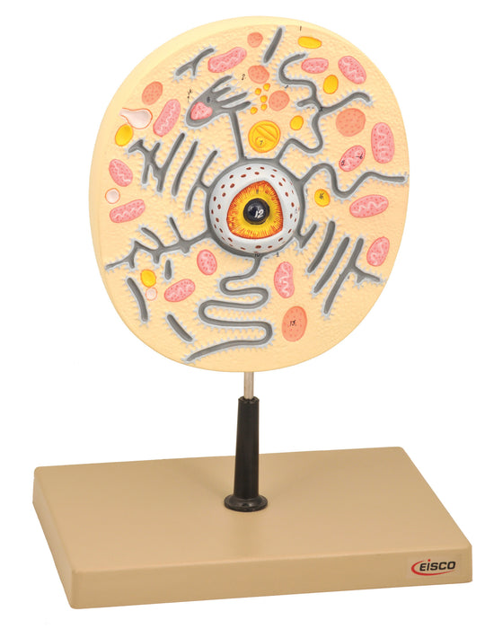 Animal Cell Model, 9 Inch - Mounted - Enlarged