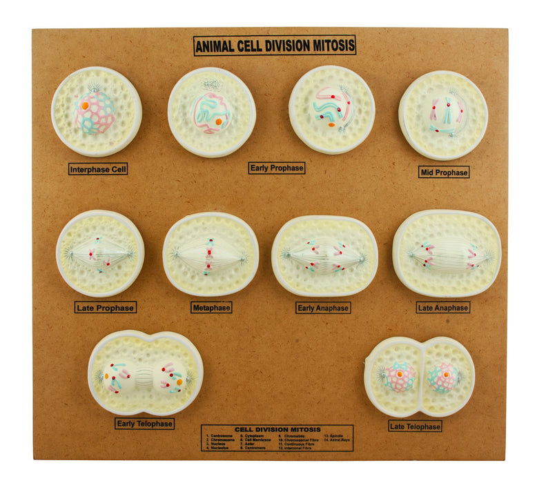 Animal Cell Mitosis Model, 21 Inch - Features 10 Phases