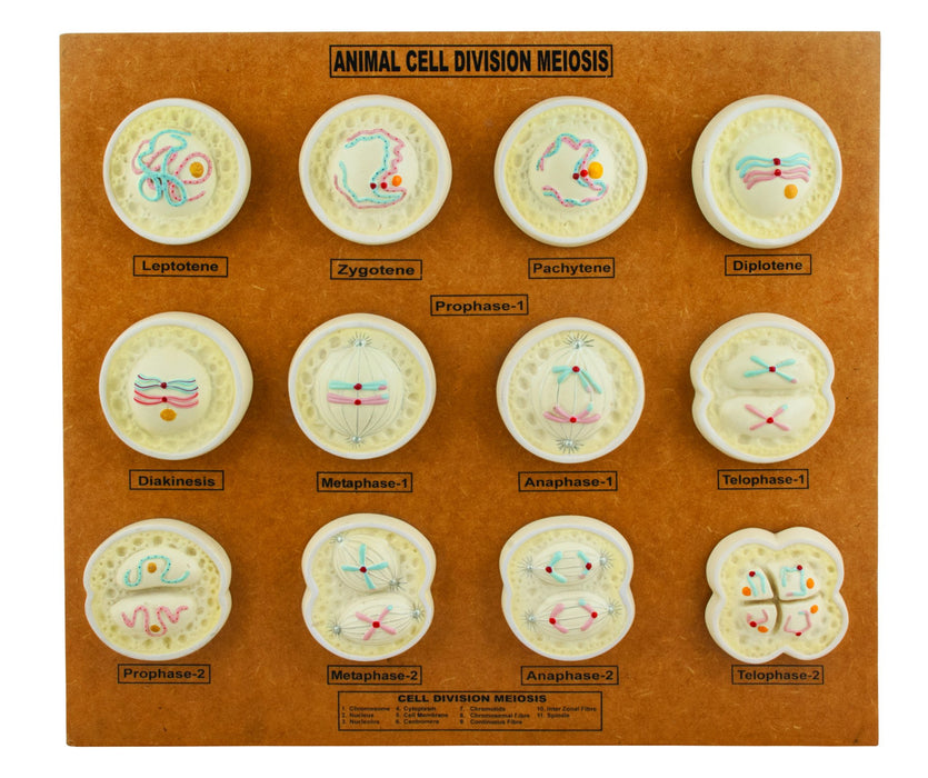Animal Cell Meiosis Model, 21 Inch - Features 12 Phases