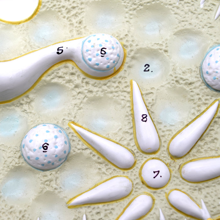 Paramecium Model, 15 Inch - Sectional View - Mounted