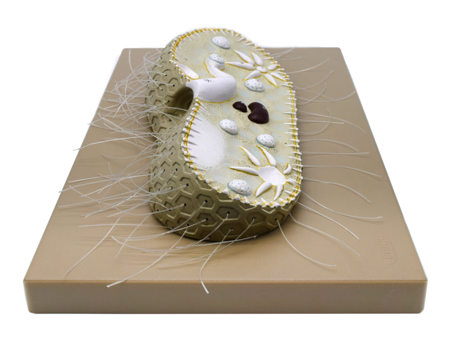 Paramecium Model, 15 Inch - Sectional View - Mounted
