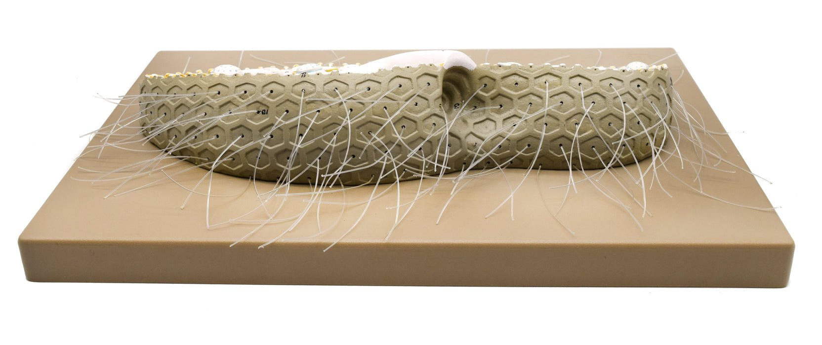 Paramecium Model, 15 Inch - Sectional View - Mounted