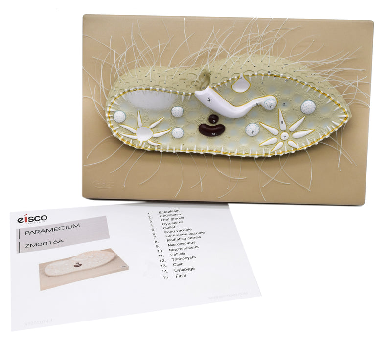 Paramecium Model, 15 Inch - Sectional View - Mounted