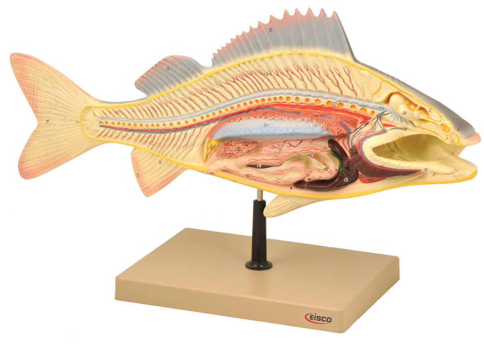 Perch Fish Model, 19.5 Inch - Mounted